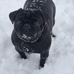 Bea - Pug
