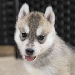Dazzle - Gray and white female Siberian Husky puppy in North Miami, Florida from Kardrovi Siberians