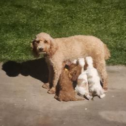 Cavapoo and Poodle Puppies from Salt Creek Doodles