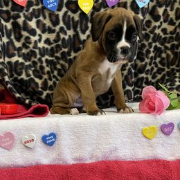 Boxer Puppies from Beans Creek Boxers - Bohnen Bach