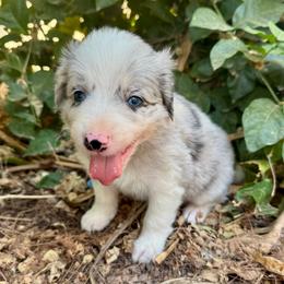 Steel - Blue merle male Border Collie puppy in Mesa, Arizona from Ranch Girl Border Collies