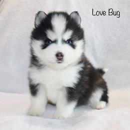 Love Bug - Black and white male Pomsky puppy in Denham Springs, Louisiana from Bayouland Pomskies