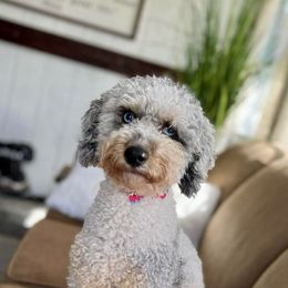 Leo - Poodle