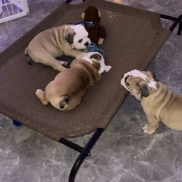 Bulldog Puppies from Pearl Salinas