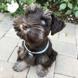 Miniature Schnauzer Puppies from Los Angeles Miniature Schnauzers