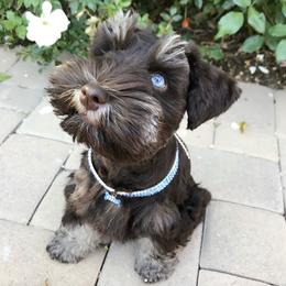 Miniature Schnauzer Puppies from Los Angeles Miniature Schnauzers
