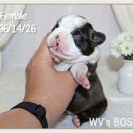 Girl 3 - Black brindle and white female Boston Terrier puppy in North Central, Vermont from Windy Valley’s Bostons