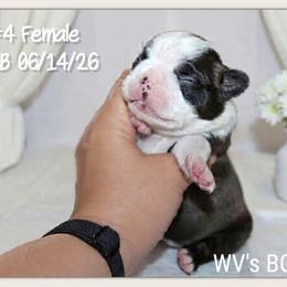 Girl 3 - Black brindle and white female Boston Terrier puppy in North Central, Vermont from Windy Valley’s Bostons