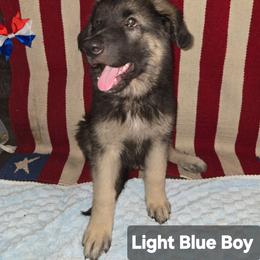 Light Blue Boy - Black and silver male Shiloh Shepherd puppy in Dover, Florida from Heritage Shilohs