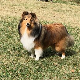 JB - Shetland Sheepdog