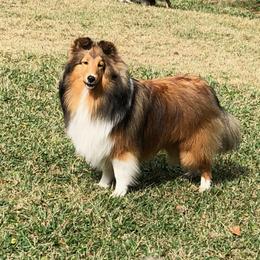 JB - Shetland Sheepdog