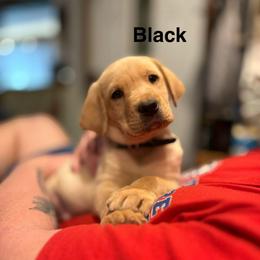 Black Male (yellow) - Yellow male Labrador Retriever puppy in Moore, Oklahoma from Okiehuntinboyz Labrador Retrievers
