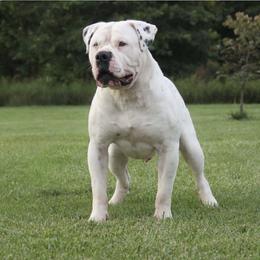 Grimm - Alapaha Blue Blood Bulldog