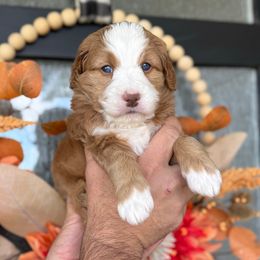 Juno - Red female Bernedoodle puppy in Spanish Fork, Utah from K Brand Doodles