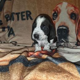 Brown - Black and white male Basset Hound puppy in Russellville, Kentucky from Morse's Basset Hounds