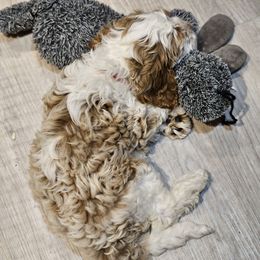 Cockapoo Puppies from Lulu's Cockapoos