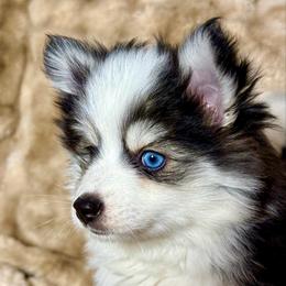 Adele - Tri-color female Pomsky puppy in Spokane Valley, Washington from Northern Blue Pomskies