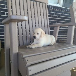 Ella's - Yellow female Labrador Retriever puppy in Woodburn, Indiana from Marlene's Labrador Retrievers
