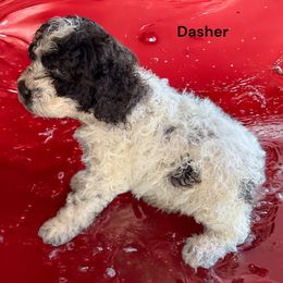 Dasher - Lagotto Romagnolo puppy from Premier Truffles