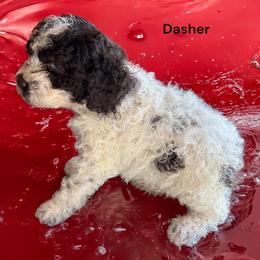 Dasher - Lagotto Romagnolo puppy from Premier Truffles