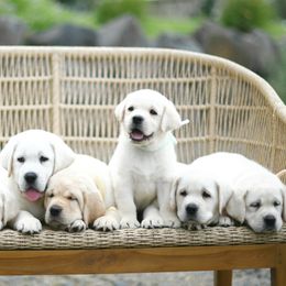 Labrador Retrievers from ROCK CREEK LABRADORS