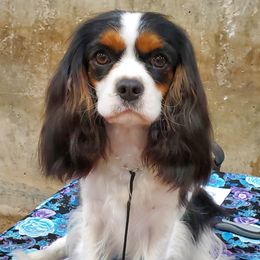 Elara (Ellie) - Cavalier King Charles Spaniel