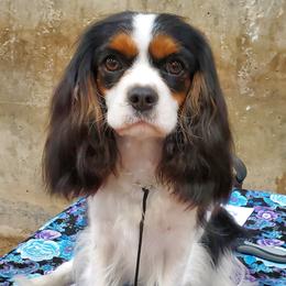 Elara (Ellie) - Cavalier King Charles Spaniel