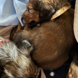 Morpheus - Red male Dachshund puppy in Minnesota from Scarletson Dachshunds