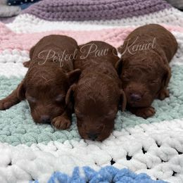Poodle Puppies from Perfect Paw Kennel