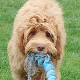 Orlando - Australian Labradoodle