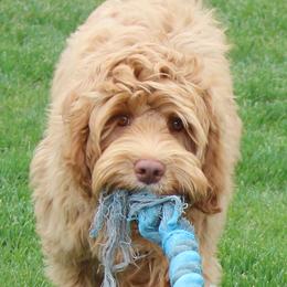 Orlando - Australian Labradoodle