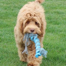 Orlando - Australian Labradoodle