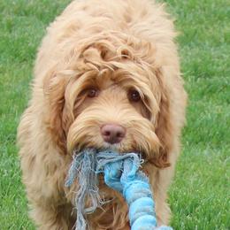 Orlando - Australian Labradoodle