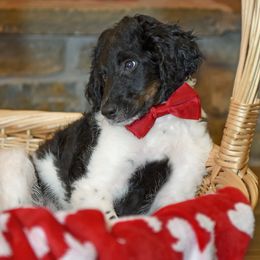 Gray - Goldendoodle puppy from High Quality Goldendoodles
