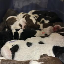 German Shorthaired Pointer puppies from Wayalife Labradors & Gsp’s