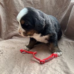 Red - Black rust and white male Bernese Mountain Dog puppy in Delton, Michigan from Rocky Top Acres