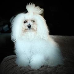 Bologneses from Blossom Bolognese