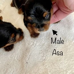 Chihuahua, Pomeranian, and Yorkshire Terrier Puppies from Pampered Pups Kennel