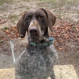Cooper - German Shorthaired Pointer
