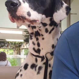 Dalmatians from Kendall's Dalmatians