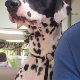 Dalmatians from Kendall's Dalmatians