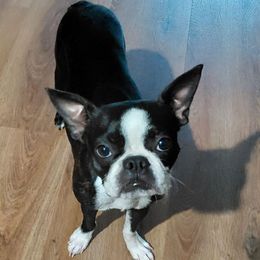 Maple - Boston Terrier