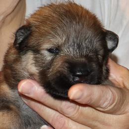 Abby - Orange Collar - Red female Eurasier puppy in Lakewood, Ohio from Exquisite Eurasier