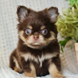Brody 5500 - Chocolate and tan male Chihuahua puppy in Beaumont, Texas from Down south pups