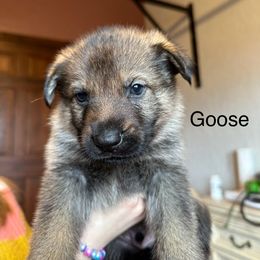 German Shepherd Puppies from Hohen Klippe German Shepherds