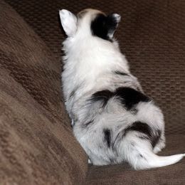 Rottweiler and Shetland Sheepdog Puppies from Mountain High Kennels