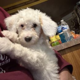 Faithfulness - White female Bernedoodle puppy in Hays, Kansas from Pine Street doodles