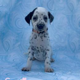 Cameilla - White and black female Dalmatian puppy in Whitwell, Tennessee from Rock a Dalmatian “RockADal”