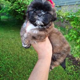 Shih Tzu and Yorkshire Terrier Puppies from Thorntons Fur Crew