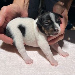 Maze - White black and tan female Rat Terrier puppy in Gonzales, Texas from Sunshine Deckers